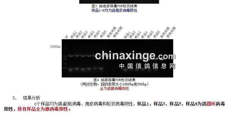 澳门与香港一码一肖一特一中详情，规程解读与实施指南